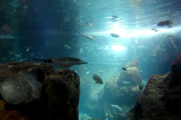 <p>There&#39;s many different fish living together including manta rays and sharks in the same tank.&nbsp;</p>