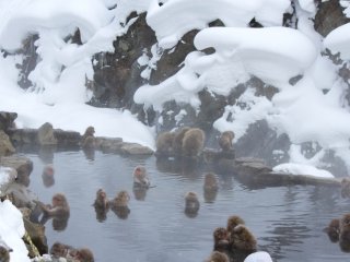...next to the Monkey`s rotemburo (open-air bath).
