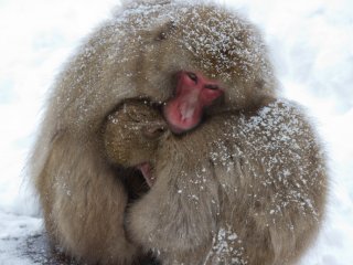 Caring mother macaque keeping her baby warm...