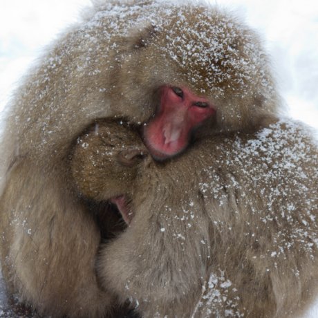 Những chú khỉ tuyết ở Nagano