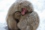 Snow Monkeys in Nagano 