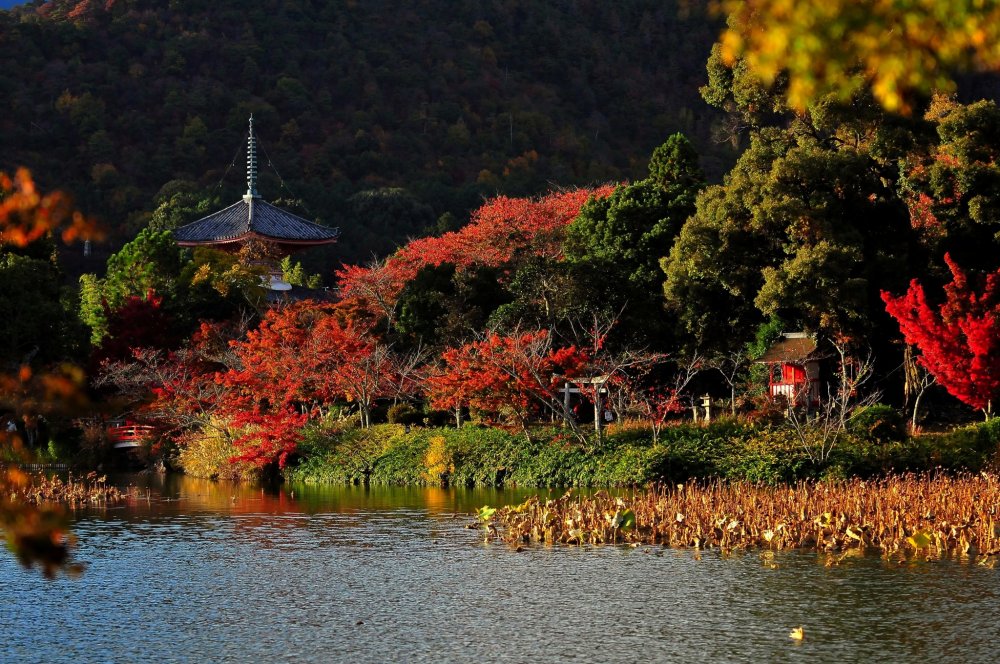 Shingyo-Hoto viewed over Hojo-chi Pond, the smaller pond located on the north side of Osawa-no-ike Pond