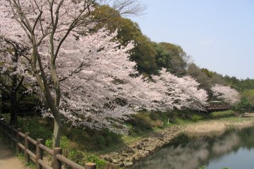 Pond and Cherry Blossoms