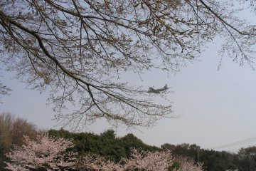 Plane above the Park