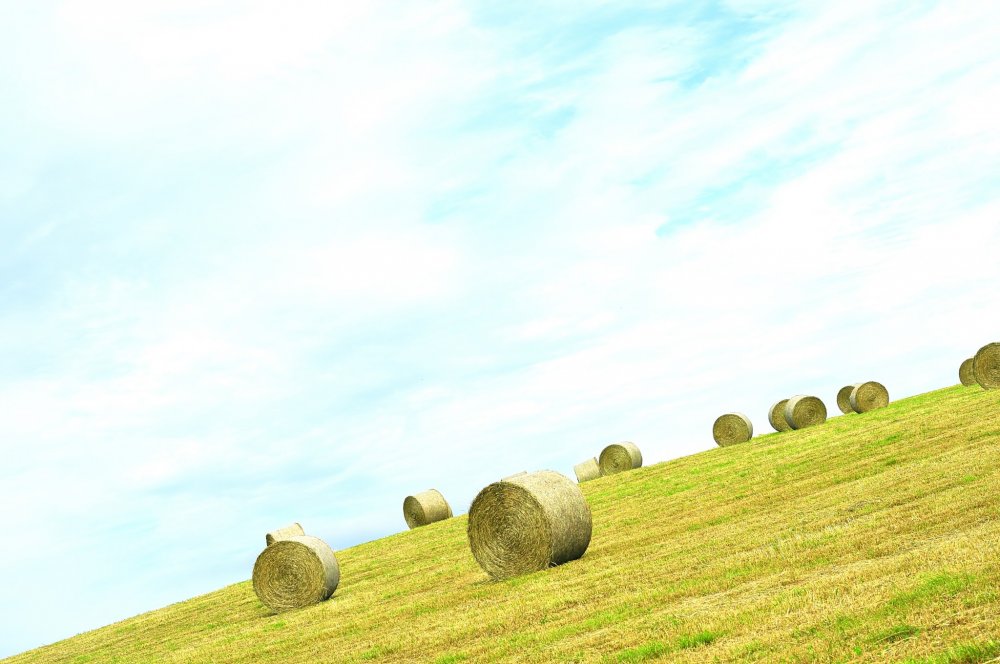 丘の上に無造作に転がる牧草ロールは、代表的な北海道の風景の一つ
