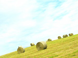 丘の上に無造作に転がる牧草ロールは、代表的な北海道の風景の一つ