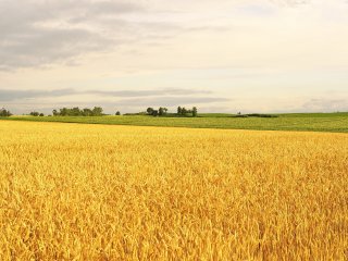 陽が西に傾き出すと、小麦は黄金色に輝き出す