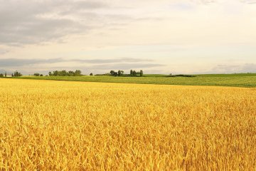 <p>When the sun goes down, the strips of corn begin to glitter in gold</p>