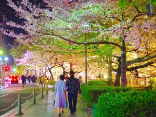 Walking under the cherry blossoms
