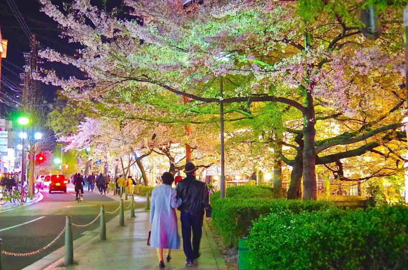 <p>Walking under the cherry blossoms</p>