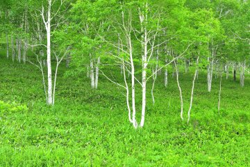 <p>White birch trees with soft green leaves...a familiar sight in Hokkaido</p>