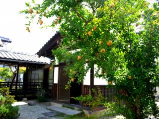 A pomegranate tree bears fruit in the temple courtyard