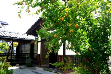 <p>A pomegranate tree bears fruit in the temple courtyard</p>