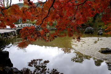 <p>Maple branches overhang the pond</p>