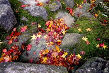 <p>Maple leaves, moss and stones</p>