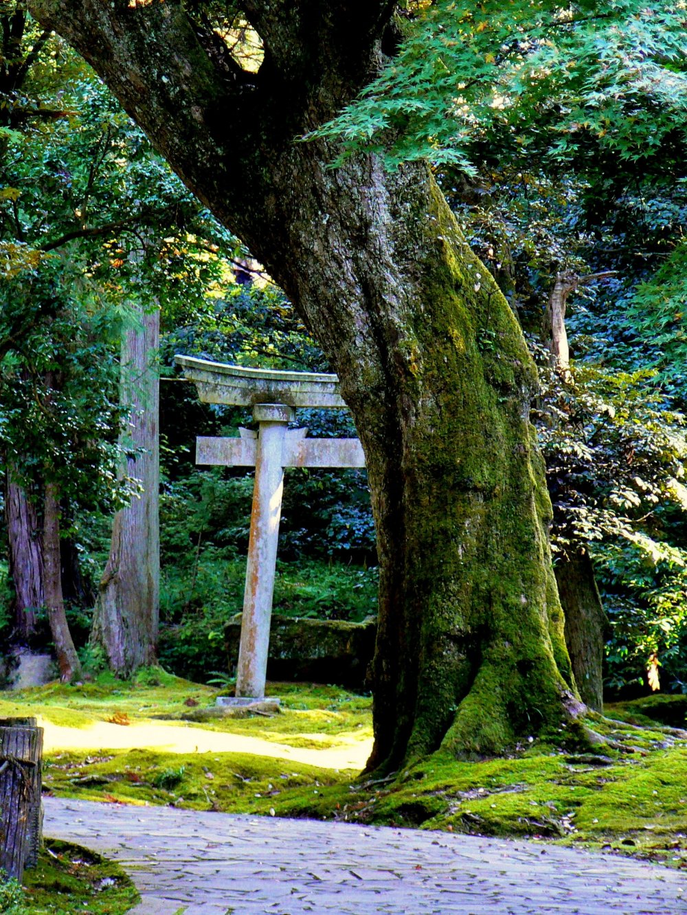 Stone torii behind a moss covered tree trunk