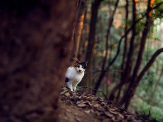 A cute cat peeks out from behind a tree trunk