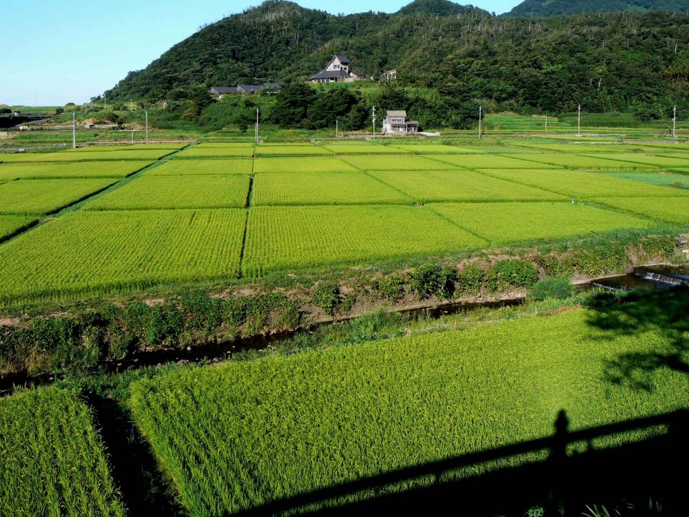 A patchwork of rice fields