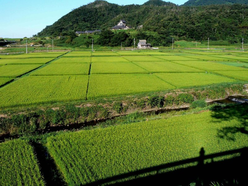 <p>A patchwork of rice fields</p>