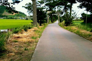 <p>I wondered why there was a stone torii on a path through the rice fields</p>