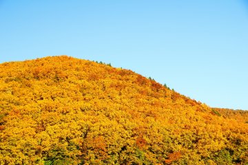 <p>Autumn foliage here shines gold, rather than vermilion or red</p>