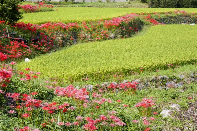 Red and red-and-white spider lilies line these terraced rice fields each September