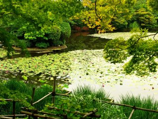 ここが鏡容池　新緑の候、菖蒲が花を付ける前であったが、睡蓮の花が映えたとても翠鮮やかな池だ