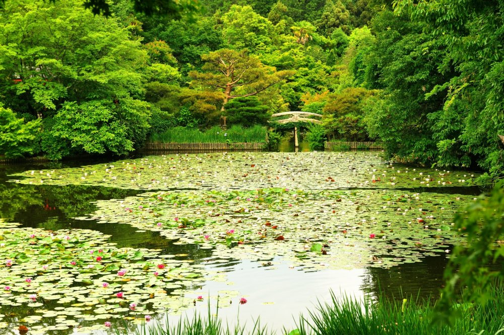 As a playground of mandarin ducks, this pond used to be more famous than the now renowned &#39;Rock Garden&#39; of Ryoan-ji Temple. On the left is Benten-jima (island)