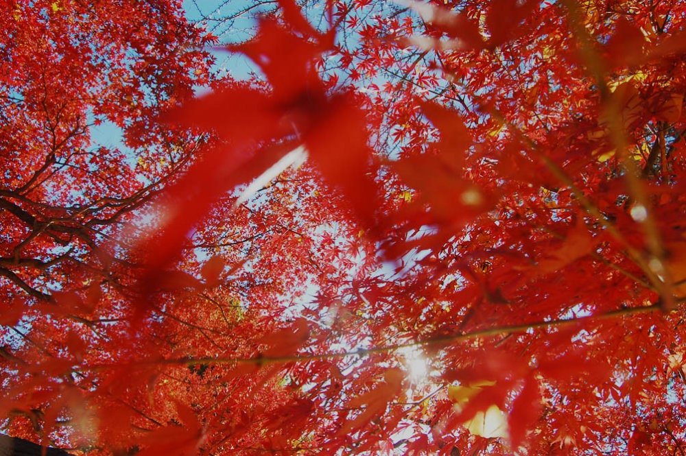 Warna merah sempurna dari pohon momiji yang menghiasi&nbsp;Taman Ekinishiguchi