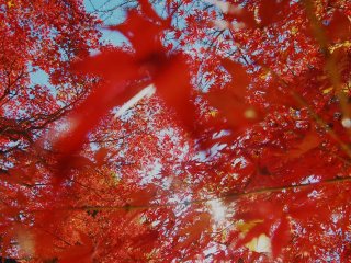 Warna merah sempurna dari pohon momiji yang menghiasi&nbsp;Taman Ekinishiguchi