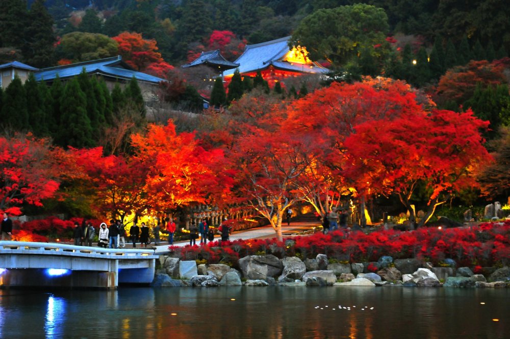 Along the approach from the mountain gate to the two-storied pagoda, the trees are already illuminated a fiery red&nbsp;