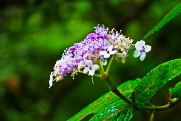 <p>Interestingly, there were several different kinds of special mountain Hydrangeas. This was just one of many found along Oyama&#39;s slopes</p>