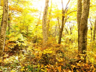 The beech forests in Mt. Daisen are the largest in west Japan