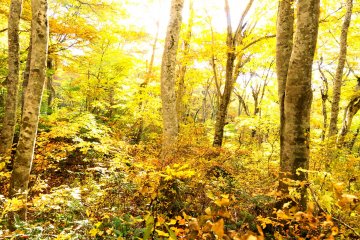 <p>The beech forests in Mt. Daisen are the largest in west Japan</p>