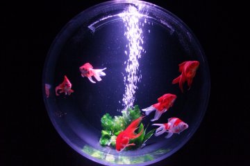 <p>Simple tanks highlight the fish&#39;s beauty</p>