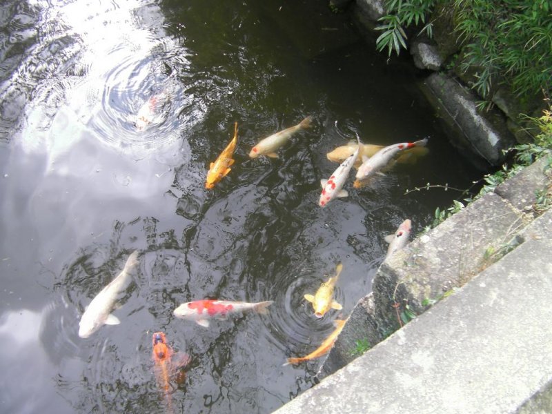 Japanese koi swimming in pond at Shizutani school