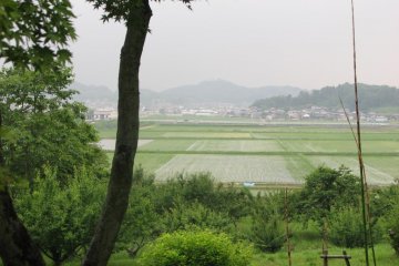 Looking out onto the rice fields