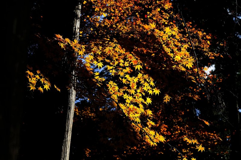 <p>Flowing vermilion cascade of maple leaves...what an amazing color!</p>