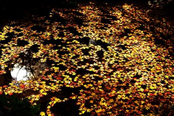 <p>Fallen leaves floating in Benten Pond look like a beautiful painting</p>