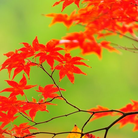 Daun musim gugur di Eikando, Kyoto: 2
