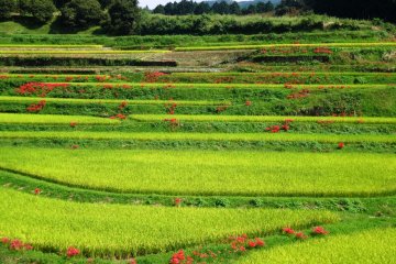 <p>ดอกลิลลี่แมงมุมสีแดงในนาข้าวที่อยู่ใกล้เมืองยะมะโตะ ภูมิภาคคุมาโมโตะ</p>