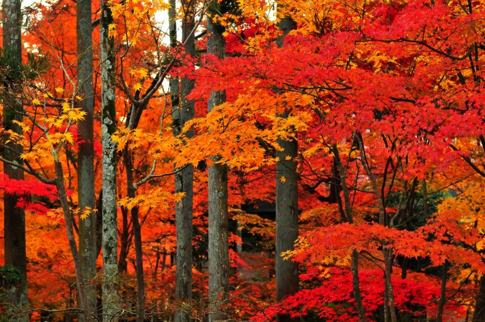 杉木立の間を縫うような朱の楓　雲がたなびくような紅葉だ