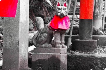 <p>Sasuke&nbsp;Inari Shrine is famous for its inari. Although the general translation means white fox, Inari have been worshipped for centuries as a spiritual messenger as well as the Shinto god of fertility, rice, tea, sake and agriculture amongst many other things</p>