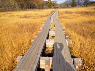 Đồng cỏ vàng ở Vùng đầm lầy Ozegahara 