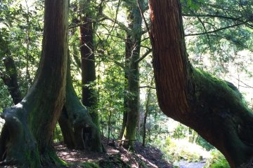 <p>ไฮไลท์ฝั่งคิบุเนะ ... แล้วก็มาถึงไฮไลท์ฝั่งคิบุเนะ กับต้นไม้หักศอกที่ขึ้นในแนวเฉียงแต่ตั้งต้นโตขึ้นไปในแนวตรง ต้นไม้ยักษ์นี้มีอายุเก่าแก่ยาวนาน และสิ่งที่ทำให้เส้นทางตรงจุดนี้มีเสน่ห์ก็คือการตัดเส้นทางเดินลอดใต้ต้นไม้ใหญ่บริเวณจุดหักศอกนี้ ซึ่งนี่ถือเป็นความมหัศจรรย์ทางธรรมชาติที่มีเอกลักษณ์โดดเด่นไม่เหมือนเส้นทางไหนไหนเลยทีเดียว</p>