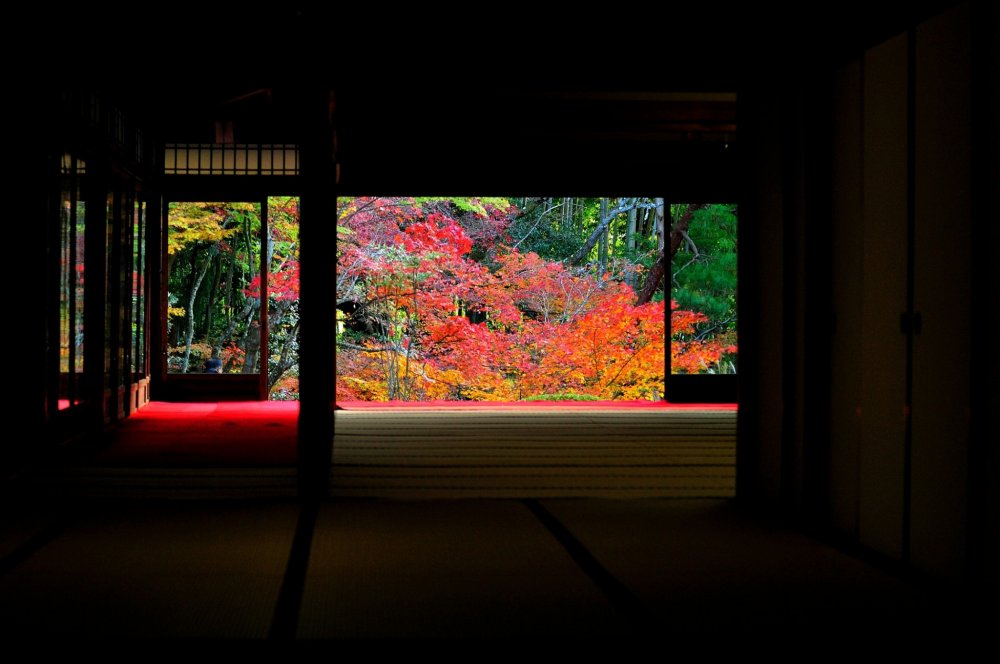 Dedaunan musim gugur terlihat dari salah satu bangunan di Kuil Nanzenji, &#39;Tenju-an&#39;, terlihat seperti mahakarya dalam sebuah bingkai.