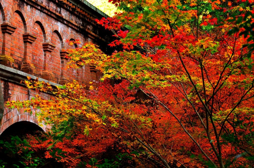 Brilliant red maple trees add radiance to the red brick building...how gorgeous!