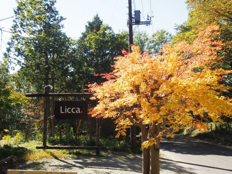 <p>Licca is a beautiful Italian restaurant set in idylic surroundings</p>