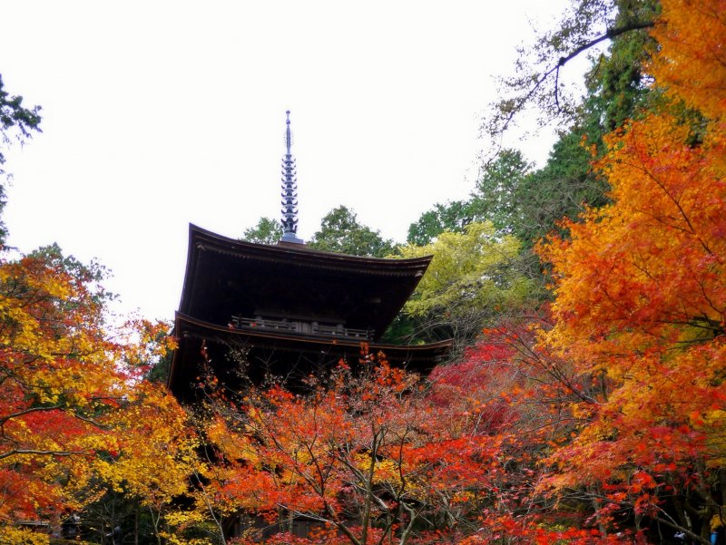 <p>The pagoda is surrounded by maple trees</p>