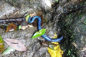 Keep your eyes peeled for the bright blue Giant Japanese Earthworm